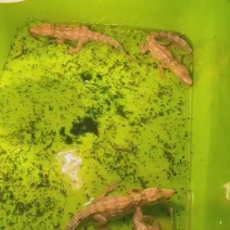 黄金白化鳄鱼苗