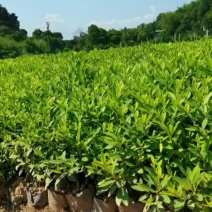 毛鹃泥土大杯，杜鹃杯苗，基地直供，现货现发，量大从优