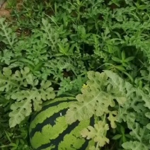 绵阳露天美都