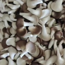 秀珍菇
