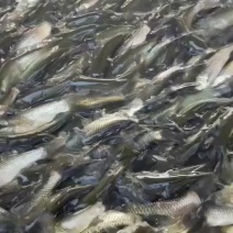 优质大草鱼苗鲫鱼苗鲤鱼苗花鲢鱼苗白鲢鱼苗活体放塘养殖包活