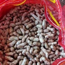【精品花生】一手货源，承接社区团购平台货市场货各种