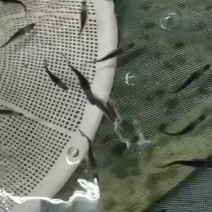 鸭嘴鱼水花苗鸭嘴鲟鱼苗中华水花鲟龙鱼苗淡水鱼塘养殖尖嘴