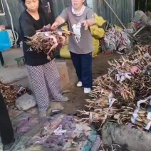 精品荷花苗