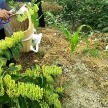 金银花