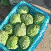 各种精品蔬菜