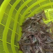 东营基围虾大量上市，可以找车代发货
