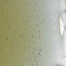 黄河鲤鱼