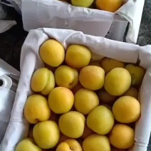 精品杏梅现已大量上市，个大，果面好，原产地直发，欢迎采购