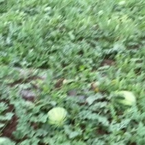 露天美都