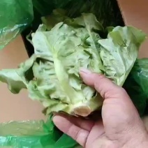 河北邯郸精品萝马生菜大量上市有需要的老板请联系