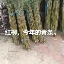 红柳条子#红柳签子#红柳签子