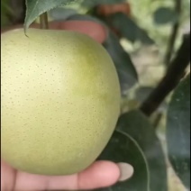 桂花梨上市了，