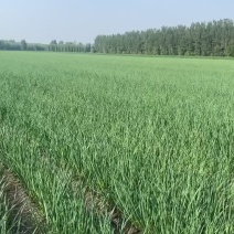 精品一点红蒜苗
