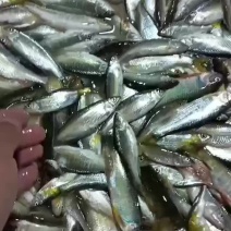 马口桃花鱼马口白鱼川丁