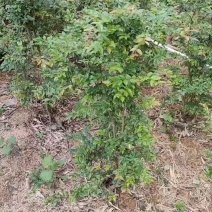 四季早熟嘉宝果苗沙芭嘉宝果树苗良品好苗质量三包欢迎
