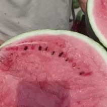 精品嘉年华5号西瓜嘉年华711