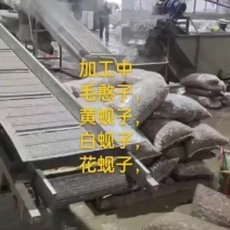 毛憨子，赤贝