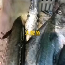 大鲅鱼