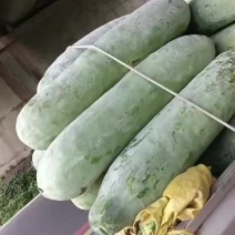 精品白皮冬瓜产地直发