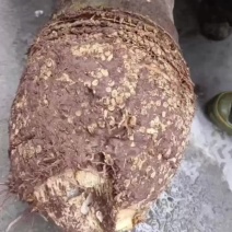 大量是购楠竹兜，16公分以上起收，
