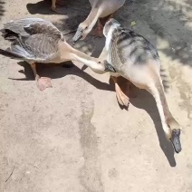 狮头鹅纯种狮头鹅鹅苗