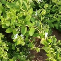 金银花