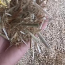 小麦秸秆揉丝草