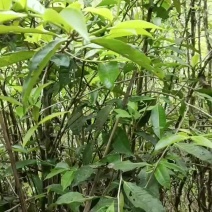 找寻小树茶
