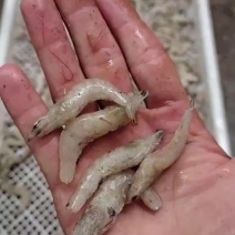 去虾抢合适喂乌龟