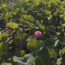 盆栽精品荷花儿。