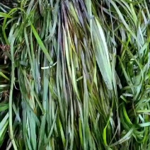 常绿大苦草
