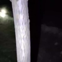 金婵大量批发。