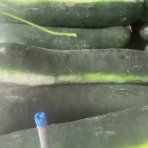 东台冬瓜