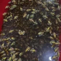 金蝉白蝉