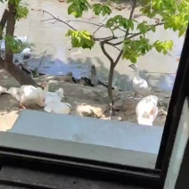农村散养大鹅
