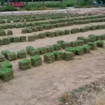 马尼拉，台湾草