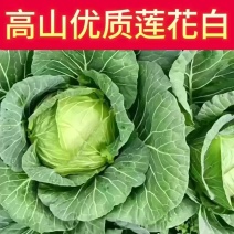 高山包菜、韩将军、量大货好、长期供应、期待您的光临！