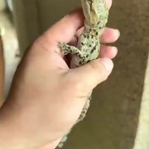 鳄鱼苗
