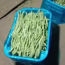 精品白豆王