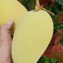 海南红玉大量上市便宜果靓