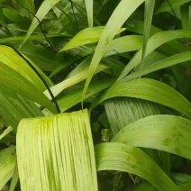 白芨种苗成品大量批发