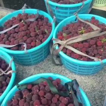 东魁杨梅工厂加工果，