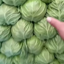甘蓝
