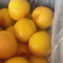 蒙阴黄油桃