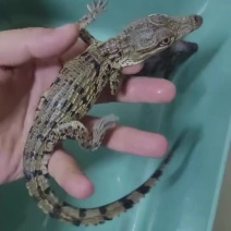 尼罗鳄