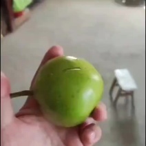 早酥梨一件代发