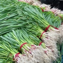 红根蒜苗大批量上市