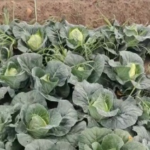 牛芯甘蓝大量接单