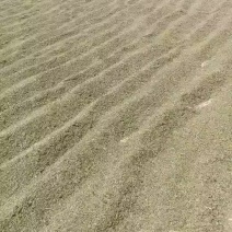 孜然